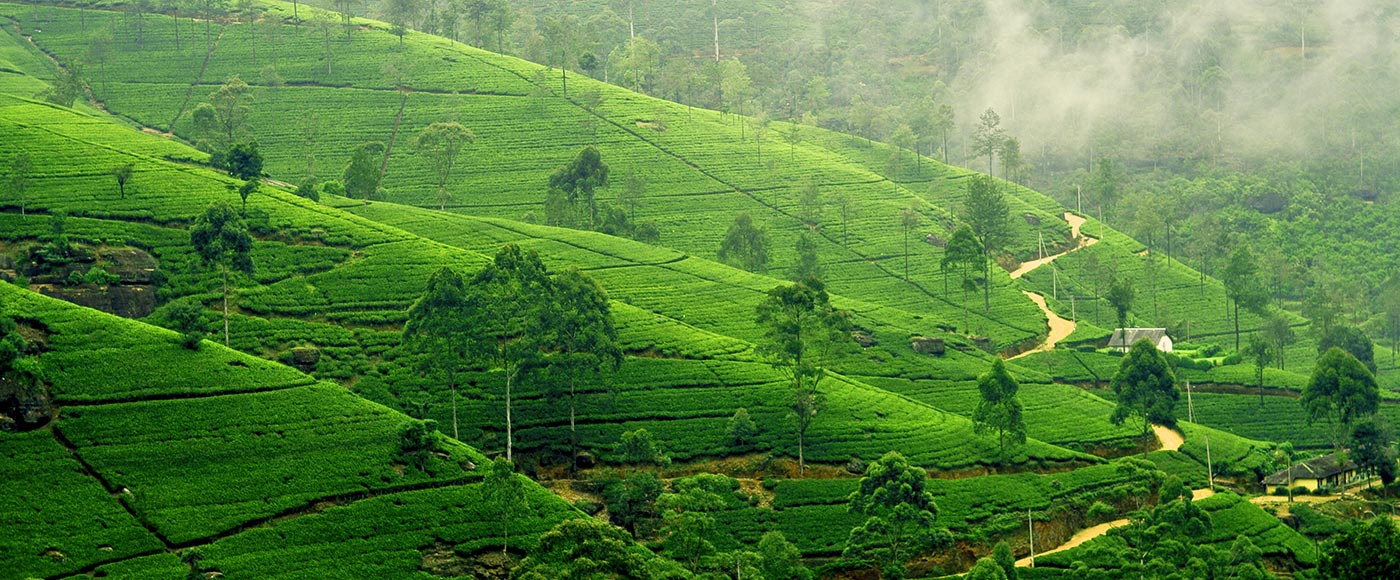 Tea-plantation-in-Nuwara-Eliya